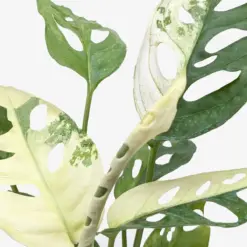 Monstera Adansonii 'Swiss Cheese Variegated' — additional view