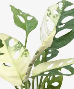 Monstera Adansonii 'Swiss Cheese Variegated' — additional view