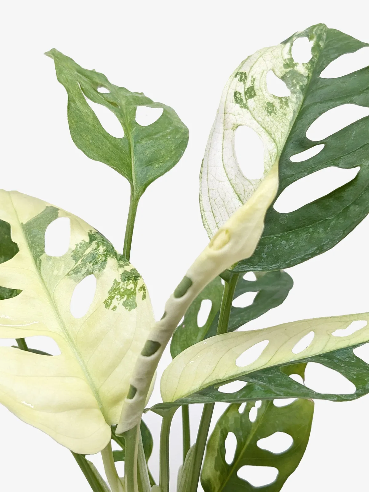 Monstera Adansonii 