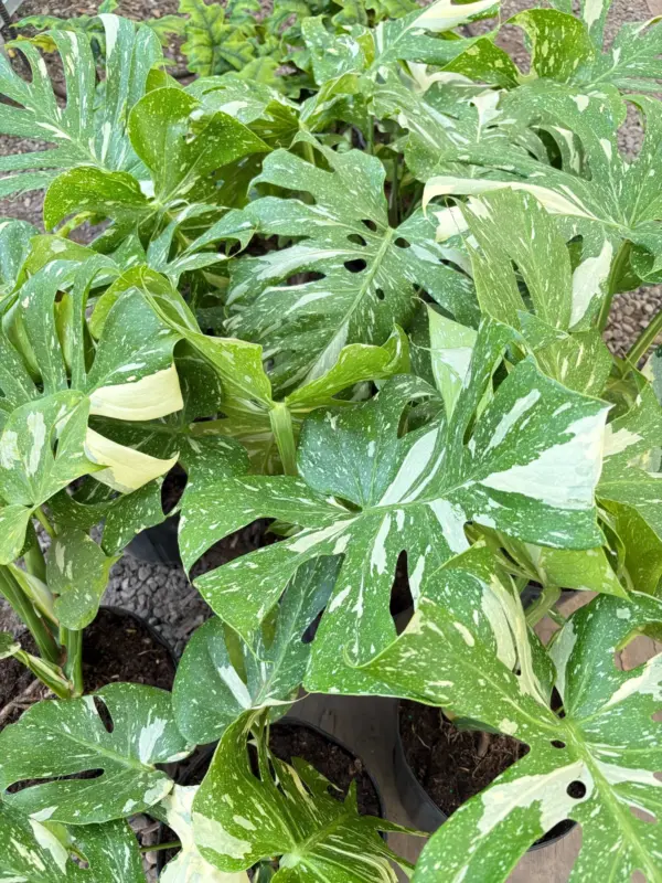 Monstera 'Thai Constellation' houseplant