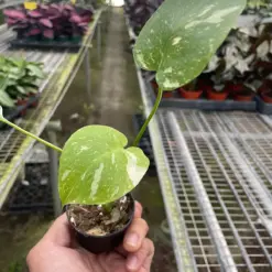 Monstera 'Thai Constellation' — additional view