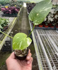 Monstera 'Thai Constellation' — additional view