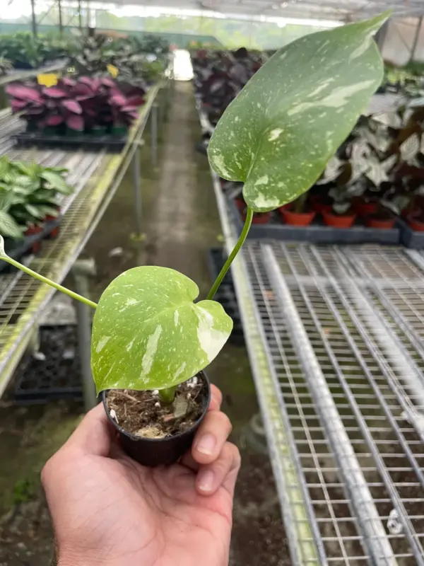 Monstera 'Thai Constellation' — additional view