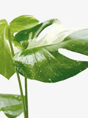 Monstera 'Thai Constellation' — additional view
