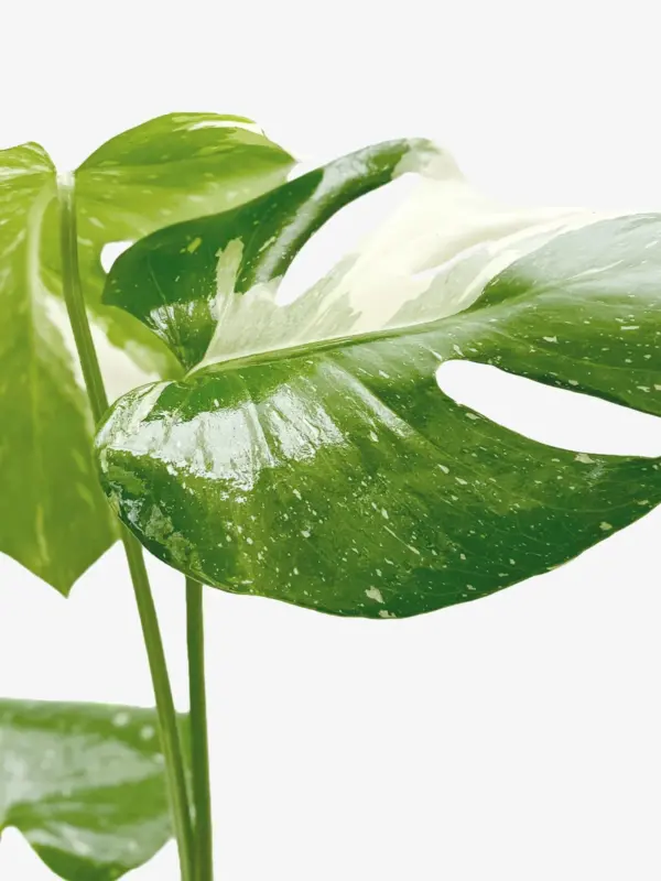 Monstera 'Thai Constellation' — additional view
