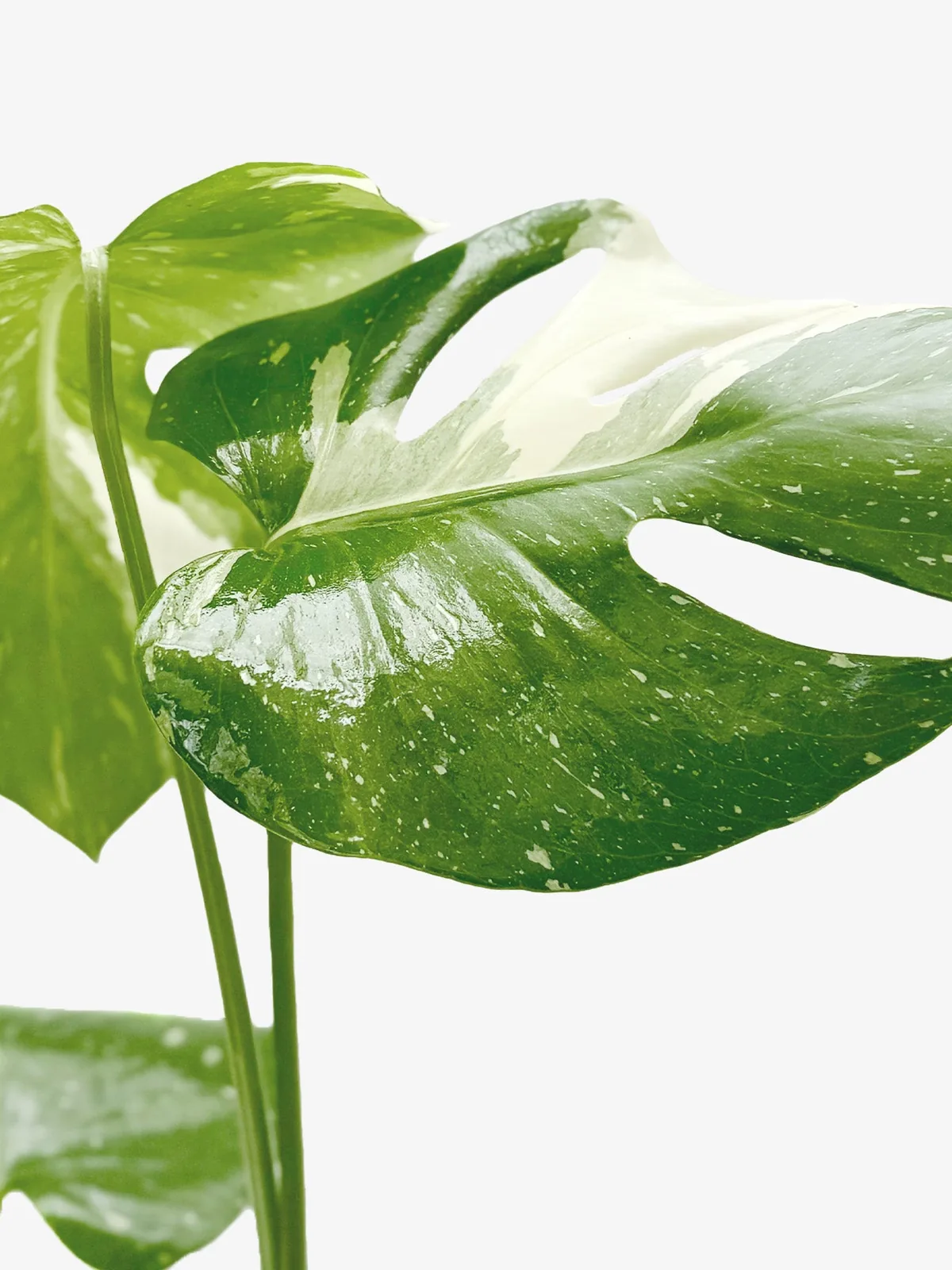 Monstera 