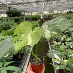 Monstera 'Thai Constellation' — additional view