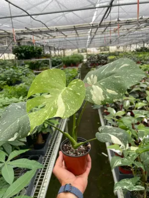 Monstera 'Thai Constellation' — additional view