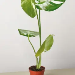 Monstera 'Thai Constellation' — additional view