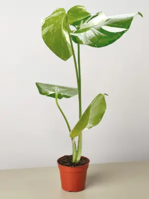 Monstera 'Thai Constellation' — additional view