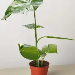 Monstera 'Thai Constellation' — additional view