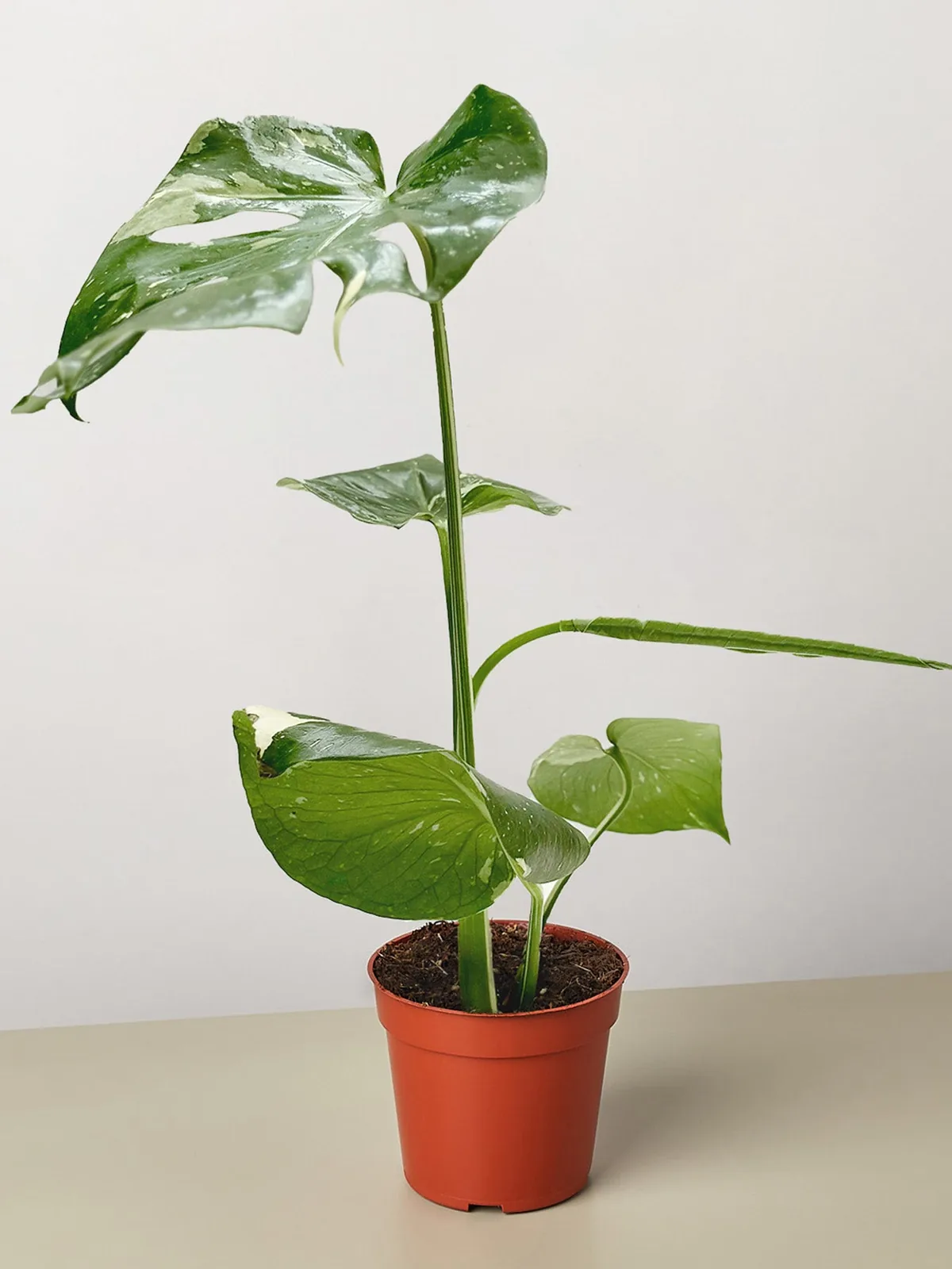 Monstera 
