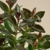 Nematanthus Black Goldfish Plant