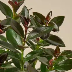 Nematanthus Black Goldfish Plant