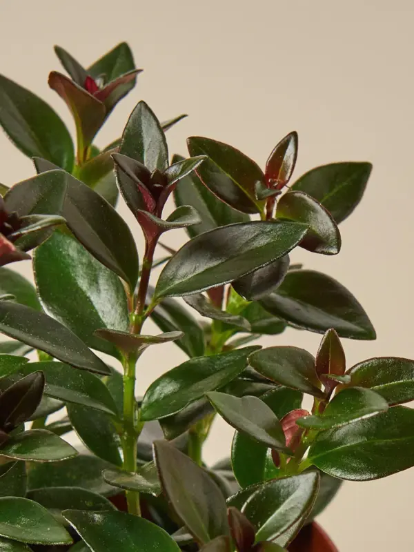 Nematanthus Black Goldfish Plant
