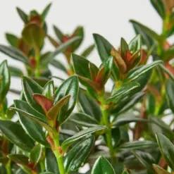 Nematanthus Black Goldfish Plant — leaf detail close-up