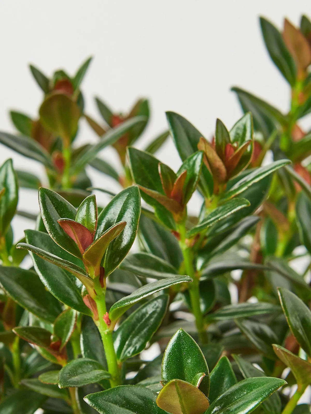 Nematanthus Black Goldfish Plant — leaf detail close-up