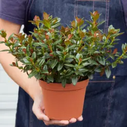 Nematanthus Black Goldfish Plant — held in hand for size reference