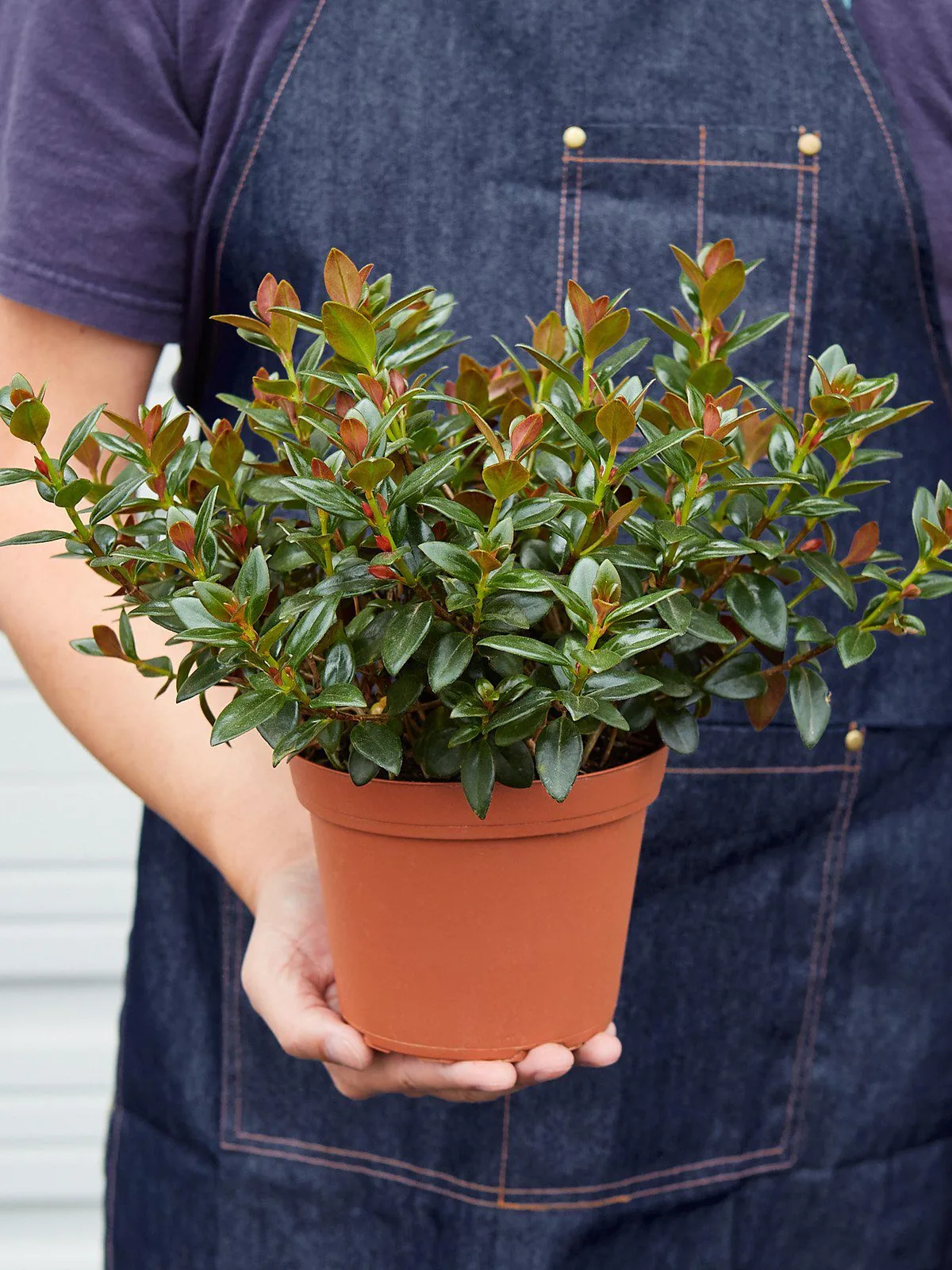 Nematanthus Black Goldfish Plant — held in hand for size reference