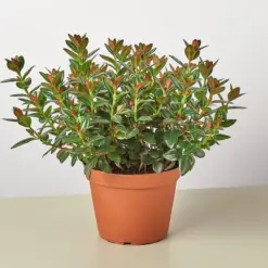 Nematanthus Black Goldfish Plant — additional view
