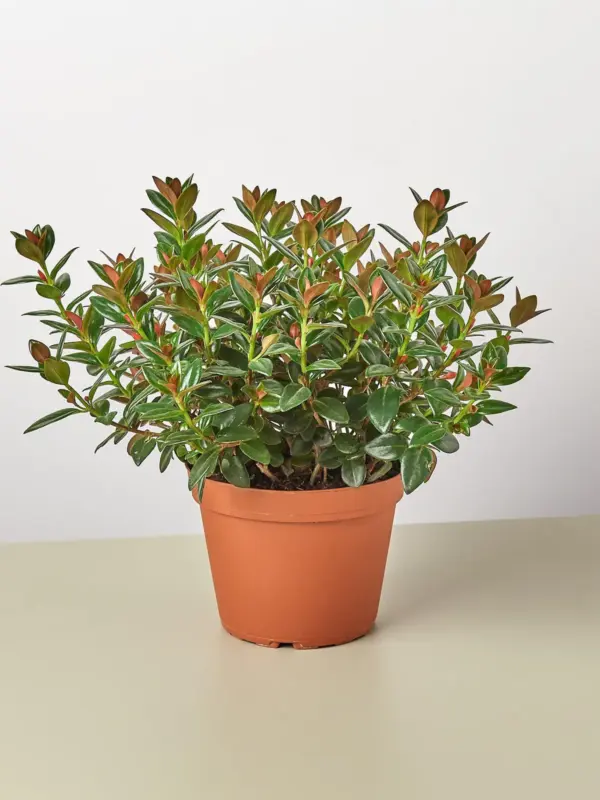 Nematanthus Black Goldfish Plant — additional view