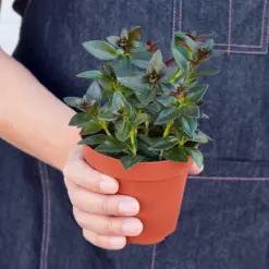 Nematanthus Black Goldfish Plant — held in hand for size reference