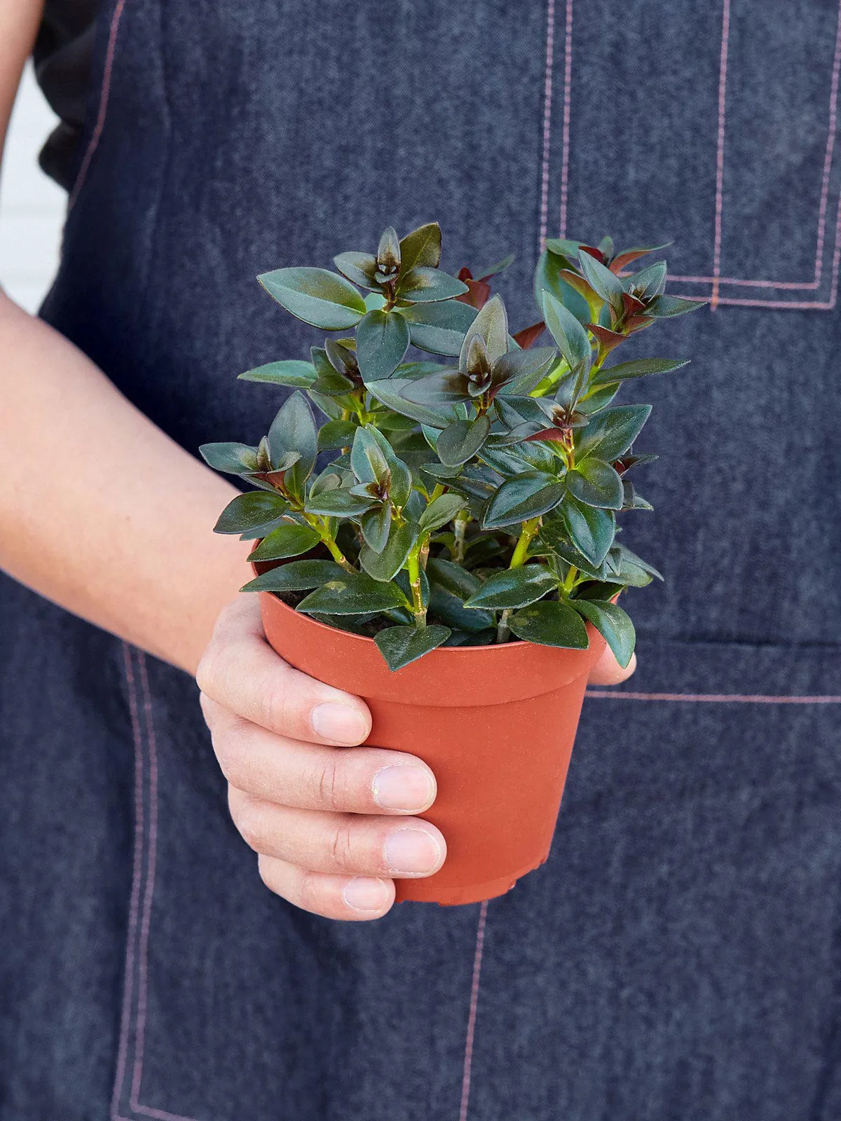 Nematanthus Black Goldfish Plant — held in hand for size reference