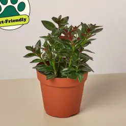 Nematanthus Black Goldfish Plant — additional view