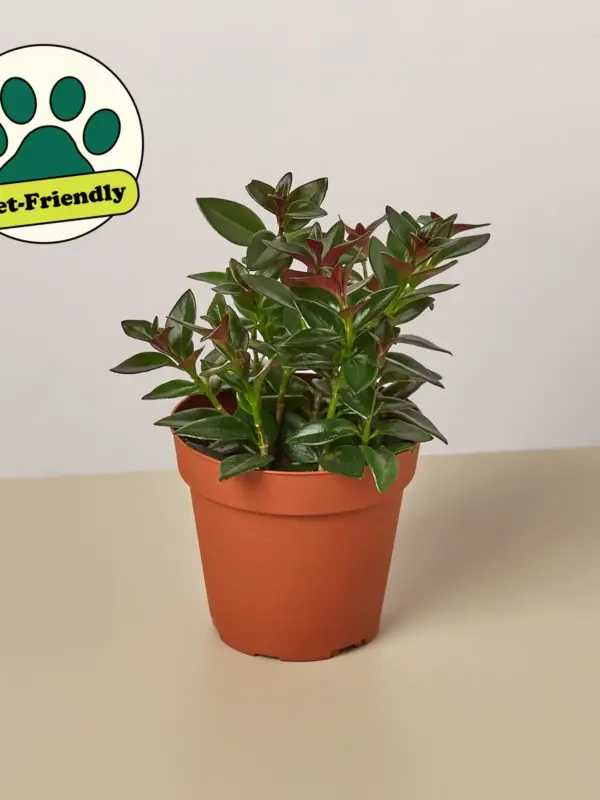 Nematanthus Black Goldfish Plant — additional view