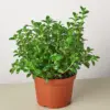 Nematanthus Candy Corn Plant 'Brazilian Firecracker'