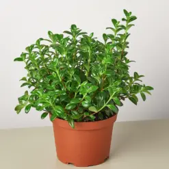 Nematanthus Candy Corn Plant 'Brazilian Firecracker'