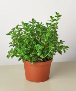 Nematanthus Candy Corn Plant 'Brazilian Firecracker'