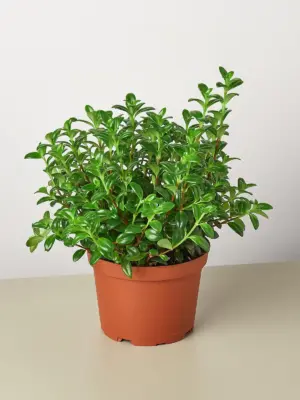 Nematanthus Candy Corn Plant 'Brazilian Firecracker'