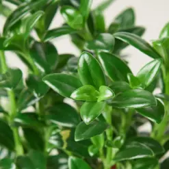 Nematanthus Candy Corn Plant 'Brazilian Firecracker' — leaf detail close-up