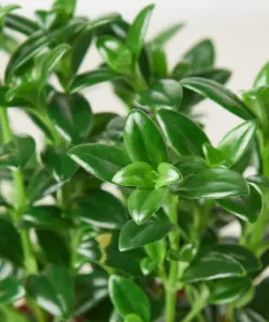 Nematanthus Candy Corn Plant 'Brazilian Firecracker' — leaf detail close-up