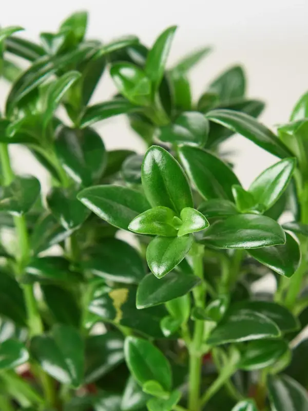 Nematanthus Candy Corn Plant 'Brazilian Firecracker' — leaf detail close-up