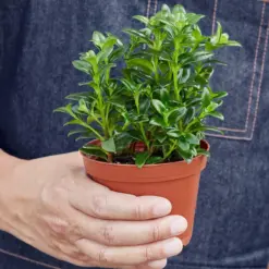 Nematanthus Candy Corn Plant 'Brazilian Firecracker' — held in hand for size reference