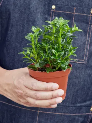 Nematanthus Candy Corn Plant 'Brazilian Firecracker' — held in hand for size reference