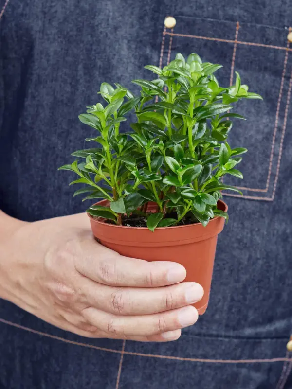 Nematanthus Candy Corn Plant 'Brazilian Firecracker' — held in hand for size reference