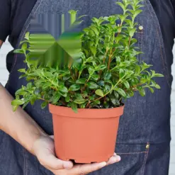 Nematanthus Candy Corn Plant 'Brazilian Firecracker' — held in hand for size reference