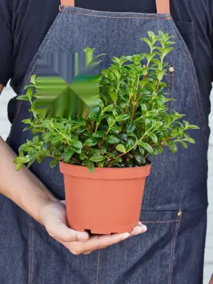 Nematanthus Candy Corn Plant 'Brazilian Firecracker' — held in hand for size reference