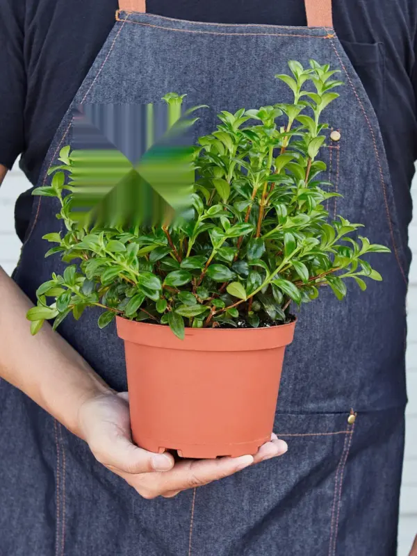 Nematanthus Candy Corn Plant 'Brazilian Firecracker' — held in hand for size reference