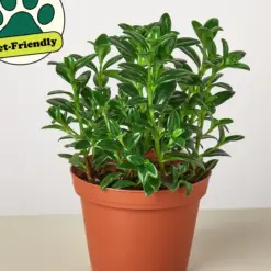 Nematanthus Candy Corn Plant 'Brazilian Firecracker' — additional view