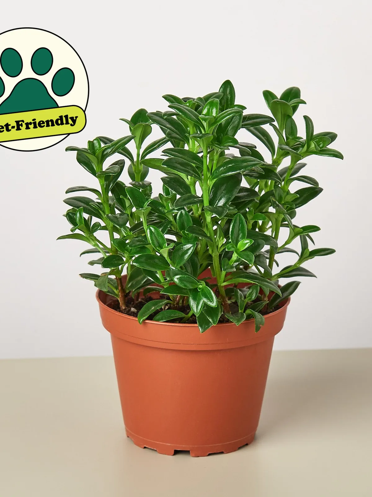 Nematanthus Candy Corn Plant 