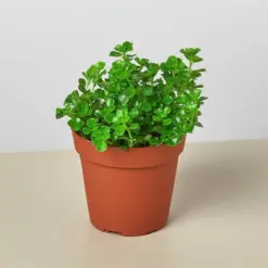 Nettle 'Baby's Tear' houseplant
