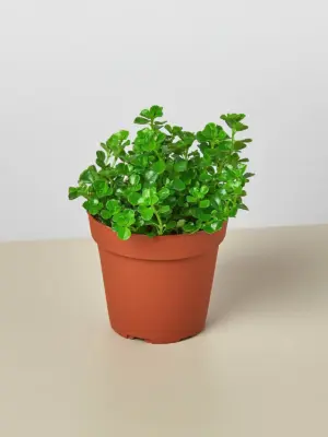 Nettle 'Baby's Tear' houseplant