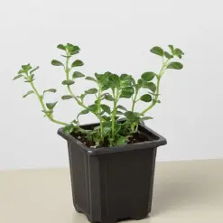 Nettle 'Baby's Tear' — additional view