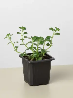 Nettle 'Baby's Tear' — additional view