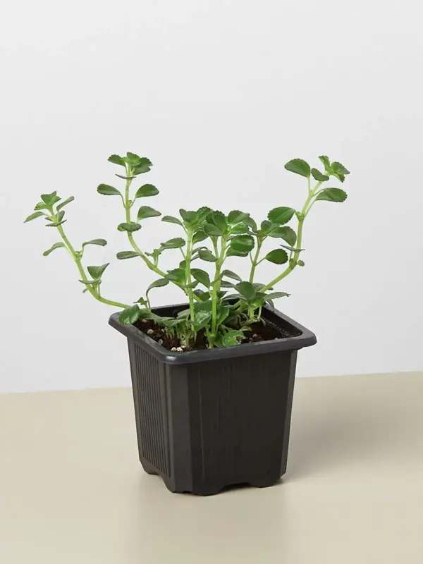 Nettle 'Baby's Tear' — additional view