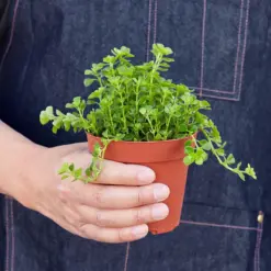 Nettle 'Baby's Tear' — held in hand for size reference